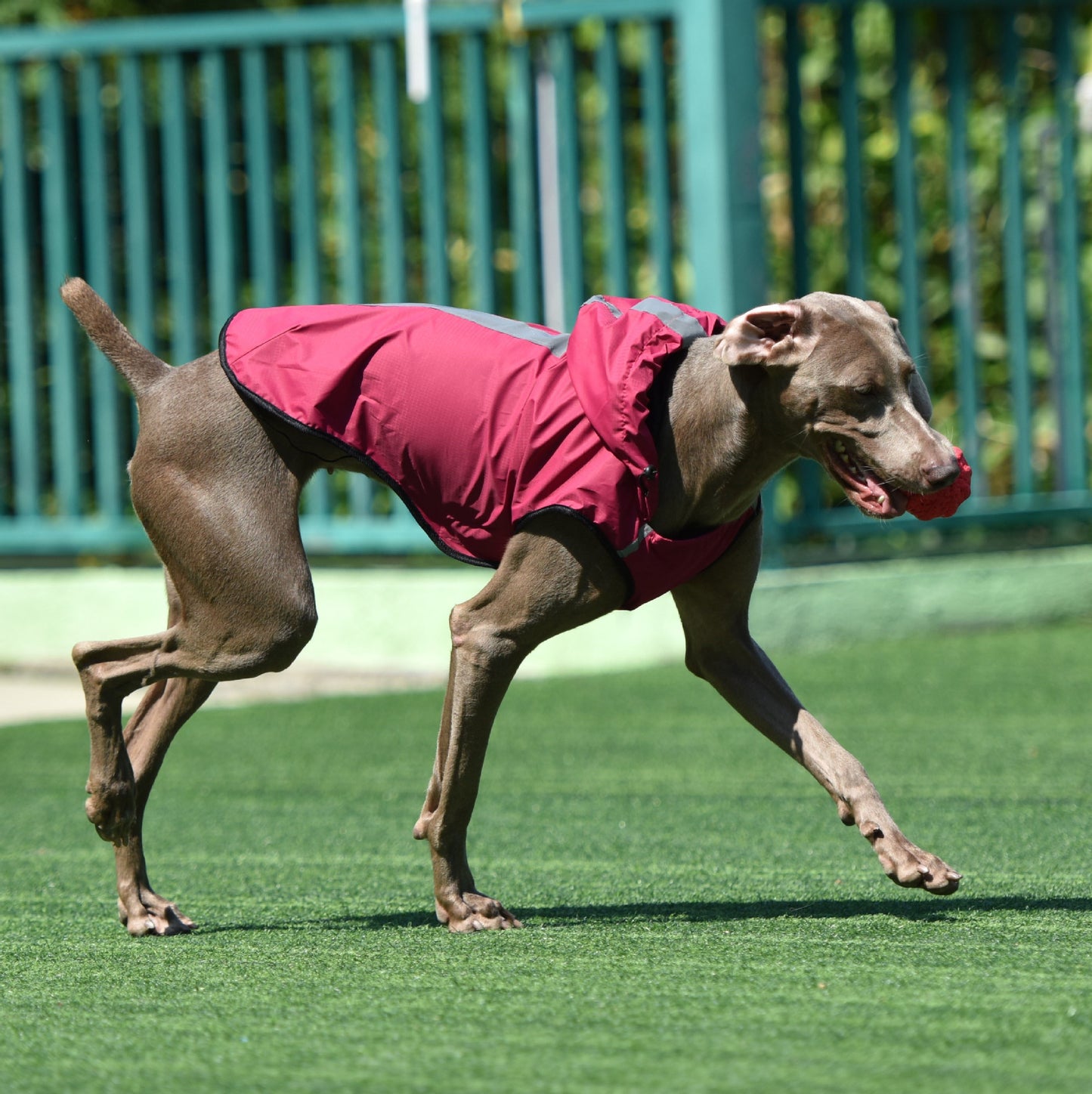 Impermeable con capucha para perros de 60 cm