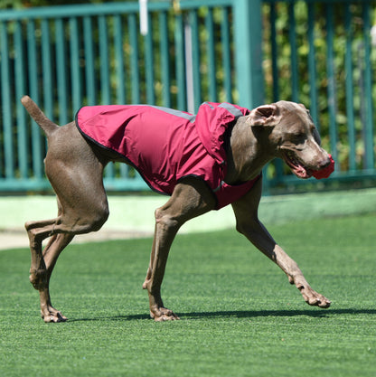 Impermeable con capucha para perros de 60 cm