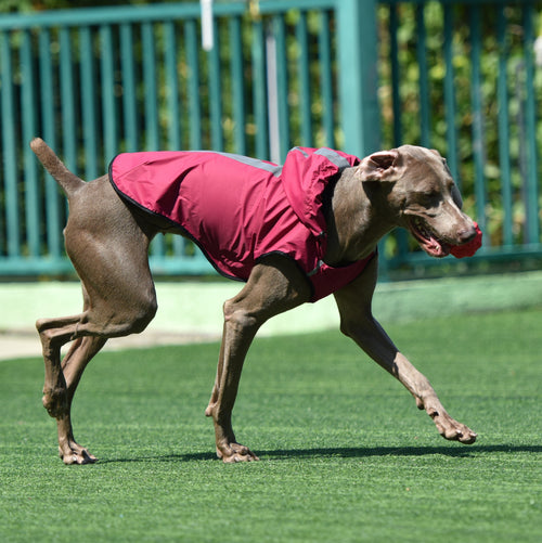 Impermeable con capucha para perros de 60 cm