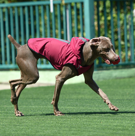 Impermeable con capucha para perros de 60 cm